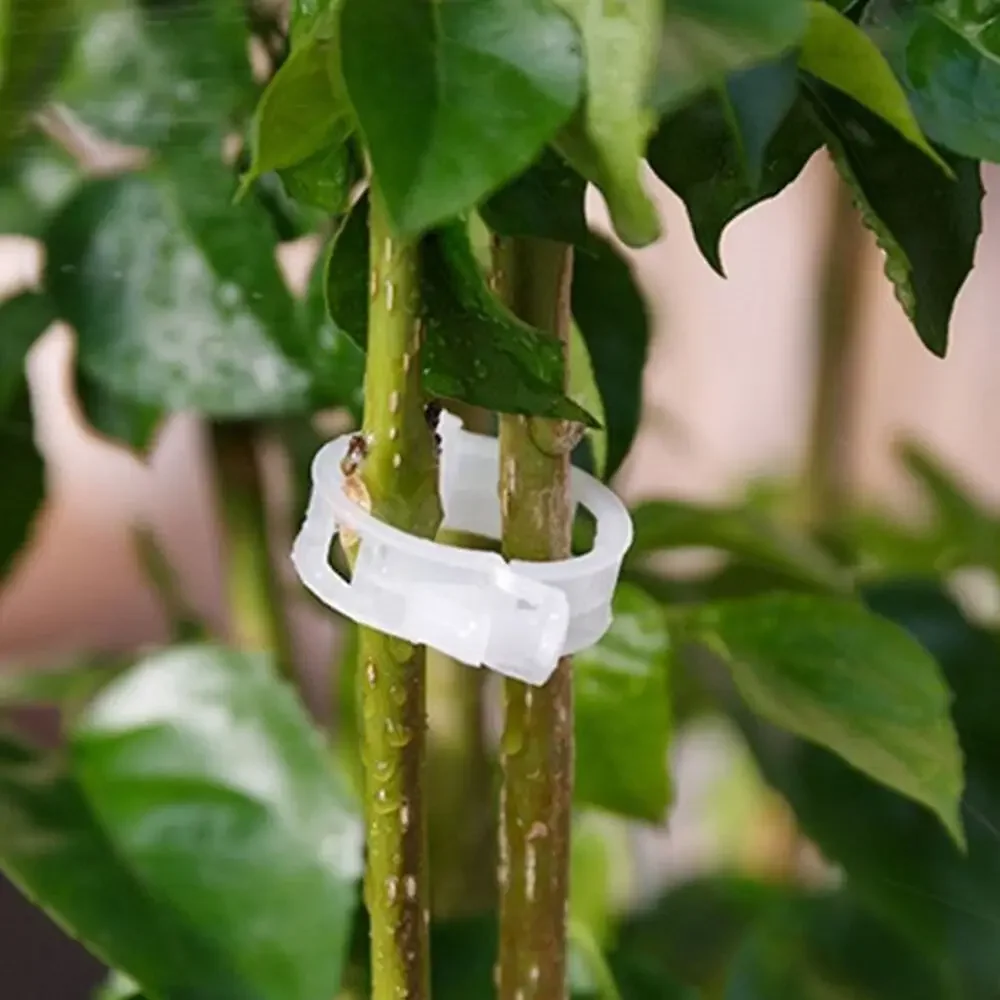 150/50 adet plastik bitki destek klipleri kullanımlık bitki asma koruma aşılama sabitleme aracı sebze domates bahçe malzemeleri için