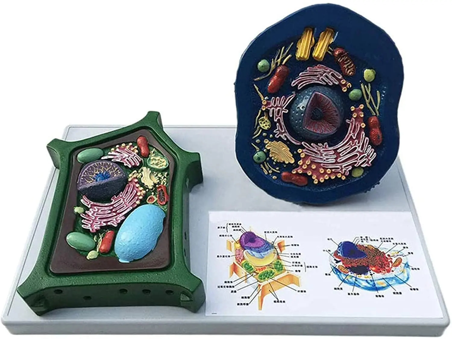 Hayvan ve bitki hücre modeli mikroyapı anatomik Model orta okul biyoloji öğretim biyolojik hücre ekipmanları