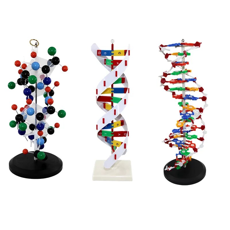 Qinghua Dna çift sarmal modeli biyolojik gen 60Cm büyük Protein modeli öğretim okul öğretmenleri tarafından gösteri
