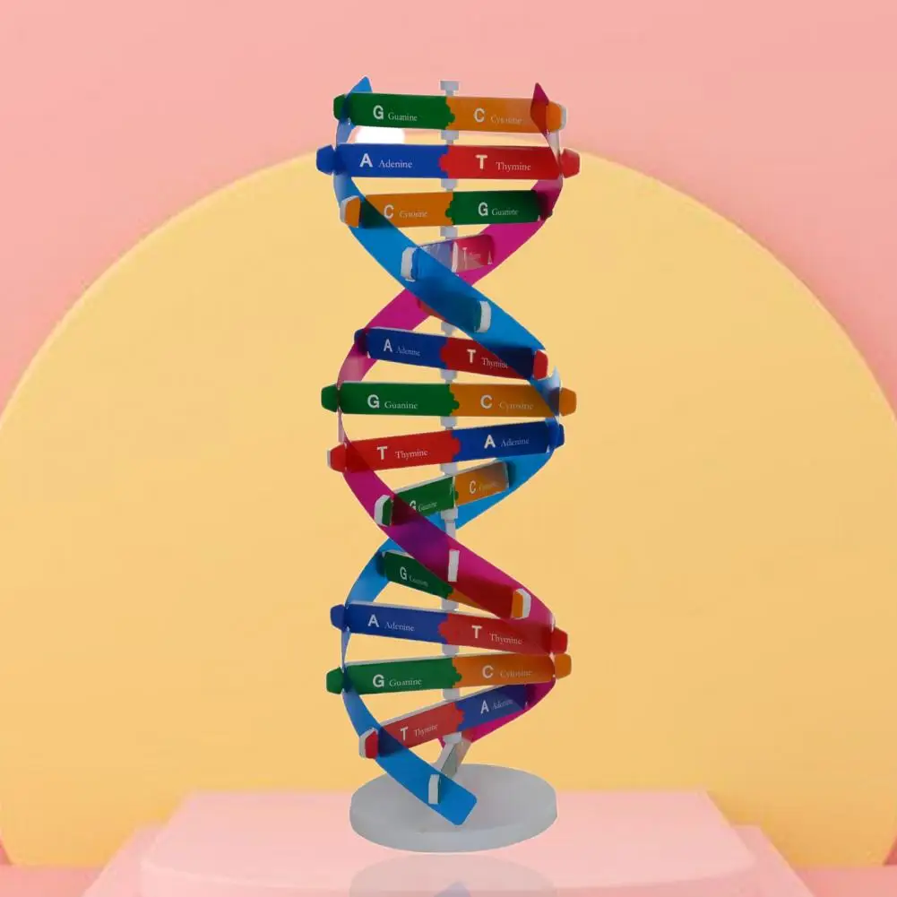 Çift sarmal DNA modeli 3D/büyük yapısı öğretim oyuncak çift sarmal DIY insan genler biyolojik Science Kid eğitici oyuncak