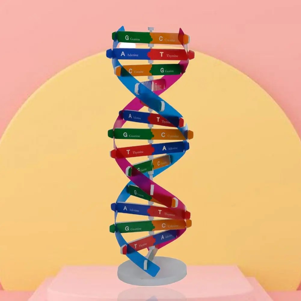 Çift sarmal DNA modeli 3D/büyük yapısı öğretim oyuncak çift sarmal DIY insan genler biyolojik Science Kid eğitici oyuncak - Görsel 2