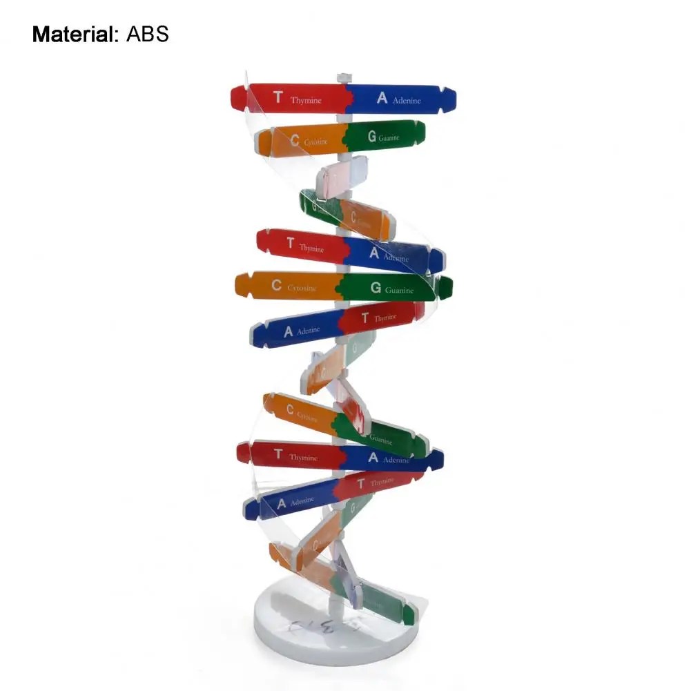 Çift sarmal DNA modeli 3D/büyük yapısı öğretim oyuncak çift sarmal DIY insan genler biyolojik Science Kid eğitici oyuncak - Görsel 3