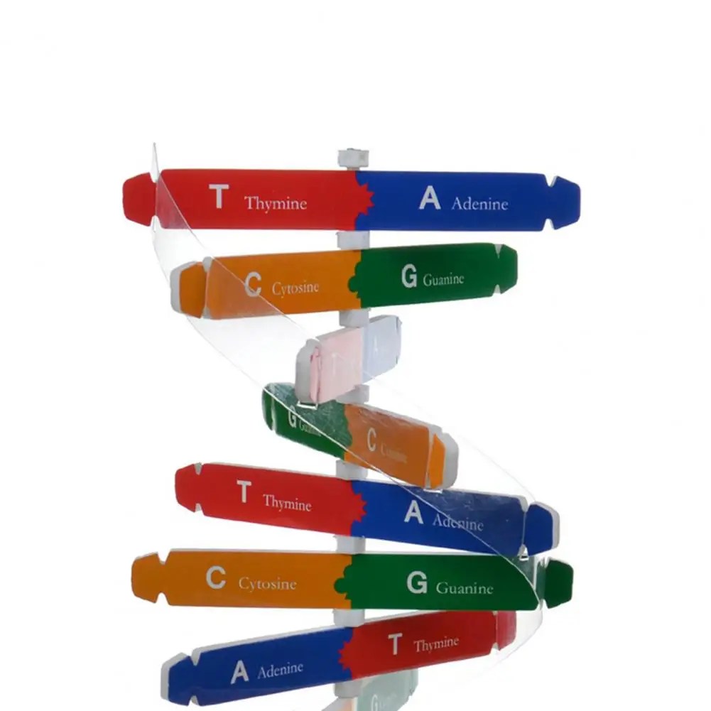 Çift sarmal DNA modeli 3D/büyük yapısı öğretim oyuncak çift sarmal DIY insan genler biyolojik Science Kid eğitici oyuncak - Görsel 5
