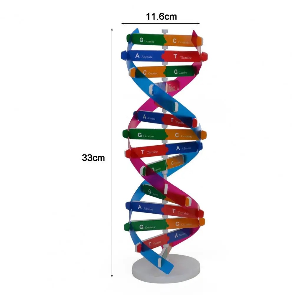 Çift sarmal DNA modeli 3D/büyük yapısı öğretim oyuncak çift sarmal DIY insan genler biyolojik Science Kid eğitici oyuncak - Görsel 6