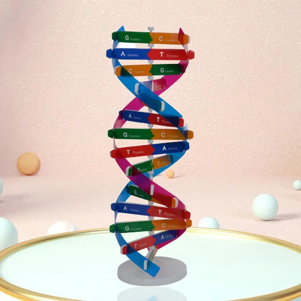 Çift sarmal DNA modeli 3D/büyük yapısı öğretim oyuncak çift sarmal DIY insan genler biyolojik Science Kid eğitici oyuncak