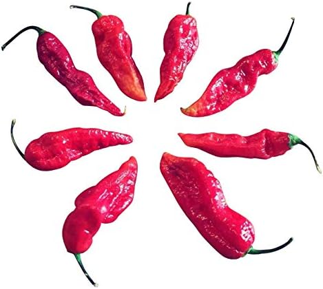 Bhut Jolokia Red 20 tohum (dünyanın son derece keskin biberlerinden biri) 1.000.000 Scoville tepe değerleri ile