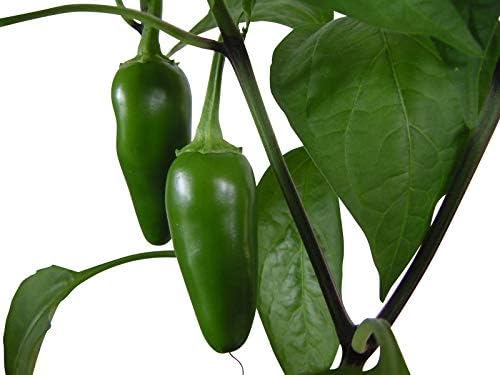 Jalapeno Early 20+ Tohum *Toplu Taşıyıcı* - Karıştırma Sabun Çeşitleri (Çift Paket)