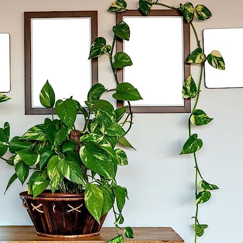 150 adet sarmaşık tohumu, bahçe işi, egzotik bitkiler, kışa dayanıklı Epipremnum aureum, yosun çubuğunda sarmaşık, iç mekan bitkileri, az ışık ihtiyacı olan dekorasyon, bitkiler, bahçe, kadınlar için