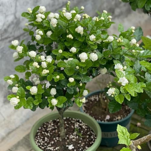 Yasemin bitki tohumları, çiçek tohumları, organik tohumlar, yasemin tohumları, kışa dayanıklı, bahçe hediyeleri, kadınlar için çiçek tohumları, balkon bitkileri tohumları, bahçe hediyeleri tohumlar,