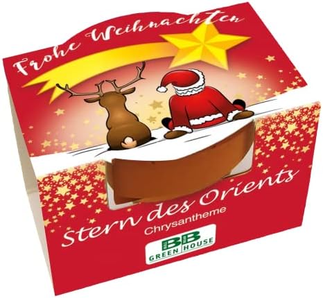 Bull & Bear Mini bitki seti 'Frohe Weihnachten' saksıda oryantal yıldız tohumları ile, 4,5 cm, krizantem yetiştirme seti, bakım talimatı (Türkçe olmayabilir) ile