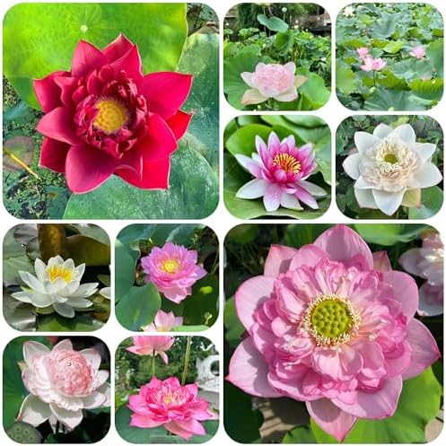100 adet Lotus tohumu, bahçe, bitki ve bitki için kışa dayanıklı bitkiler, bonzai tohumları, balkon, lotus çiçeği tohumları, çiçekler, tohum, kase lotus tohumları,