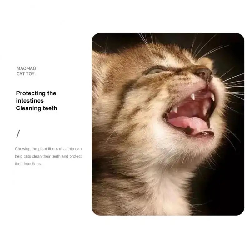 Pet Catnip oyuncaklar yenilebilir Catnip topu emniyet sağlıklı kedi nane kediler ev kovalayan oyunu oyuncak ürünleri temiz dişler kedi nane topu - Görsel 4